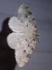 Epirrita sp.